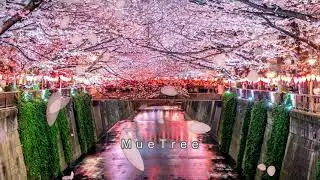 MueTree - 벚꽃과 함께 마음도 지네 / 동양풍의 아름다운 피아노곡