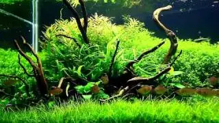 Office Aquarium 300L