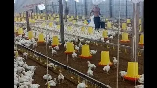 reaksi ayam ketika pakan sempat kosong