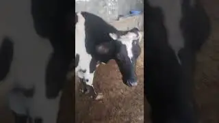 علامات اقتراب موعد ولادة البقر والجاموس