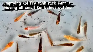 Emptying koi fry tank rack Part 3 Moving small koi babies outdoor #koi #koifry #koibabies #koifarm
