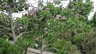 Doughwood tree Elleryana melicope flowering and bird attracting.
