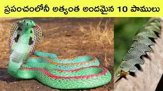 Top 10 most beautiful snakes in the world | snake videos | rarest snakes | biggest snakes | bmc