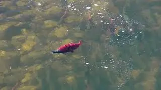 Stock Video - Kokanee Salmon spawning with Brown Trout in the Provo River