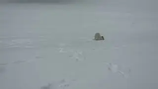 1-25-26 Yeti