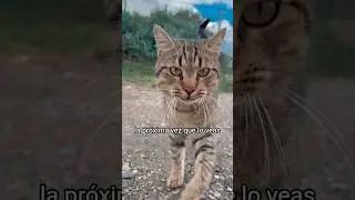 Tu gato camina como un camello (y hay una raz&oacute;n cient&iacute;fica)