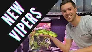 New Wagler's Pit Vipers! | Primitive Predators