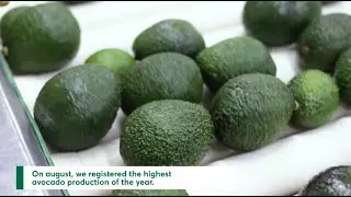 August 2021 Peak of avocado production - Agrokasa