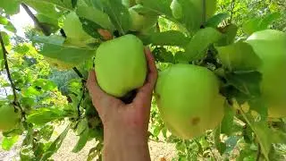 Big backyard apples!