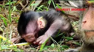 Very cute newborn monkey, Lizza learn every things, Lizza grow up very fast, Lizza is so smart