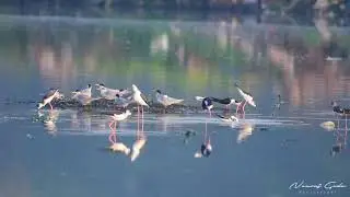 Indian Skimmer - Pune