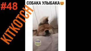 #48 Приколы в соцсетях/ Собаки,  Jokes in Social Networks #48/ Funny animals Dogs