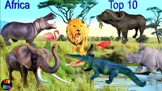 Big Cat Week - Zoo Animals - Top 10 Most Dangerous African Animals - SFR Kids