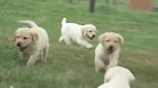 Merlin Weaver's Lab Puppies
