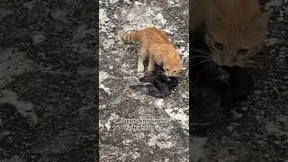 Tom & Jerry Jamaican edition 😅