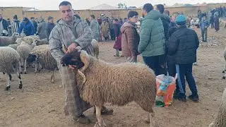 مباشرة من الخميس تاوجطات 29/1/2026 أثمنة الخروف الكسابي والحولي والنعجة والخروفة والماعز فرجة ممتعة 