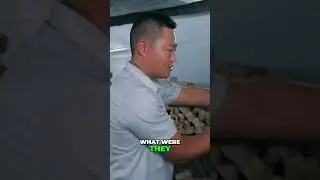Cockroach Farming: The Shocking Profit & What Those 'Beans' Really Are!