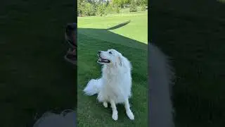Golf Dogs of the Week - March 21