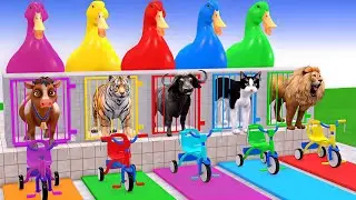Animals use the spider man costume with tiger lion cow bear Zebra 