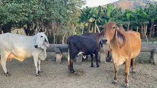 Una Bendición Más De 8 Vacas Por Parir 