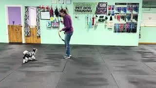 Sophie - Loose Leash Walking Tips & Information for Success.