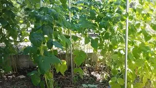 Послеуборочная обрезка малины