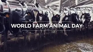 Help End Farm Animal Abuse | WFAD | The Humane League