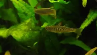 Danio aesculapii, Males sparring!