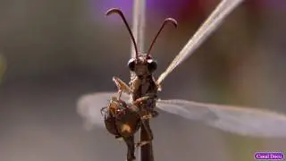 Hormiga le&oacute;n myrmeleon 4K, insectos