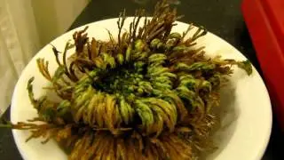 Selaginella lepidophylla: time lapse of the plant coming back to life