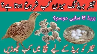 Teetar ka bareeding season kab stat hota hai |Teetar eggs kab dety hai 