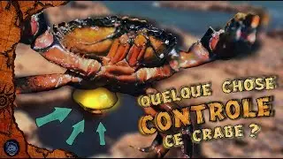 🐚 Ce parasite qui contrôle et transforme les crabes 🐚