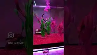 Simon Forkel #music #fish #shorts #trending #viral #video #shortvideo #viralvideo #short #shortvideo