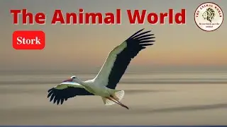 A big stork is  flying in the sky. stork bird, stork bird sound, stork bird carrying baby,stork bird