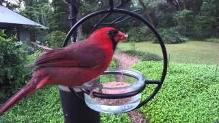 Northern Cardinal and Carolina Wrens at live mealworm feeder