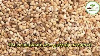 வேப்பங்கொட்டை பூண்டு கரைசல் முழு விளக்கம் | neem seed garlic extract in Tamil | நாற்றங்கால்