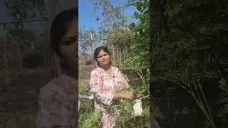 Jeevamrutha Natural Farming | Healthy Drumstick Trees Growing Strong at Nature's Box farmlands
