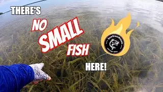 ULTRA Clear Lake of GRASS is LOADED with HUGE FISH!! (Topwater EXPLOSIONS)