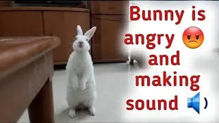 Bunny is very angry 😠 😡  due to fake carrot 🥕 😤 | Rabbit funny video | Rabbit making sound #rabbit