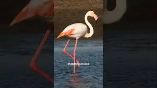 Why Flamingos Stand on ONE Leg 🦩