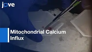 Mitochondrial Calcium Influx Analysis | Protocol Preview