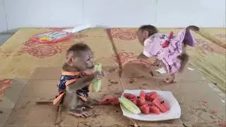 Baby Monkey Mun and Moon enjoy a delicious watermelon!