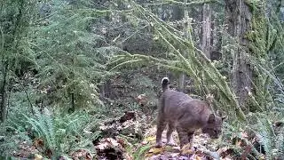 Meidase Trail Camera - Small bobcat stops in front of my trail camera.