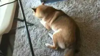 Funny & cute shiba howls like a wolf!