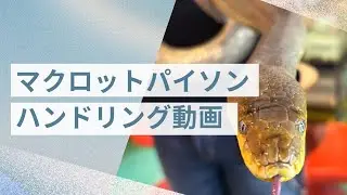マクロットパイソンのハンドリング🐍#マクロットパイソン#蛇#ヘビ#ハンドリング#爬虫類#爬虫類カフェ#爬虫類のいる生活