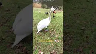 #swan #swans #attack #birdattack #birds #bird #birdlovers #wildlife #animallife #animals #fyp #omg