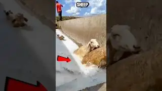 Amazing Process of Cleaning Sheep&rsquo;s Wool! 🐑#shorts #mindblown #amazing #eyeopening #american #los