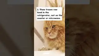 10 tips to store and prepare raw cat food safely #shorts