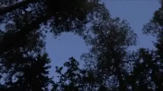 Bats of H&ouml;gn&auml;s: happy and free - Sicista Videos 2017
