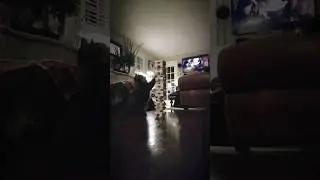 My Cat Plays Jenga